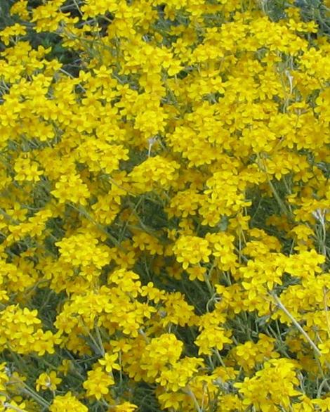 Eriophyllum confertiflorum, Golden Yarrow, makes the prettiest little burst of yellow from spring through early summer (depending on your location) in the dryland native garden throughout most of California. - grid24_12
