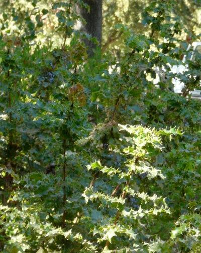 Mahonia aquifolium.hollyleaved barberry, holly mahonia, Oregon grape holly. Camera technology has come a long way. - grid24_12