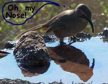 California Thrasher, Toxostoma redivivum getting a drink at the birdbath - grid24_12