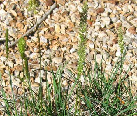 Koeleria macrantha June Grass - grid24_12