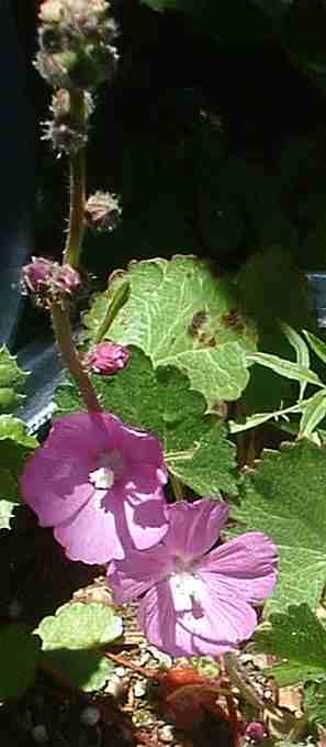 Sidalcea neomexicana, Checkers has a nice pink flower - grid24_12