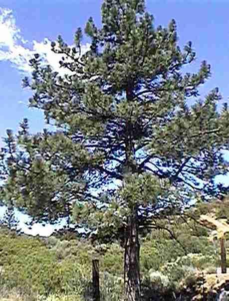 Pinus jefferyi, Jeffrey Pine - grid24_12
