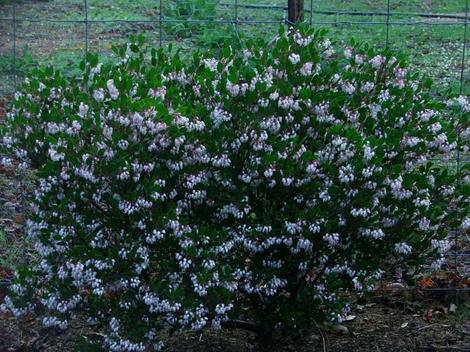 a Howard McMinn in flower on a winter morning - grid24_12