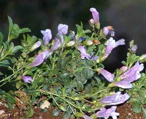 Penstemon davidsonii. Davidson's Penstemon  - grid24_12