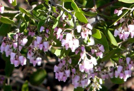 Arctostaphylos stanfordiana stanfordiana, Zin Manzanita flowers - grid24_12