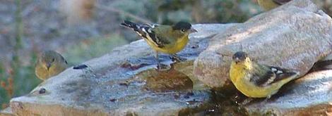 Goldfinches at the Bird bath - grid24_12