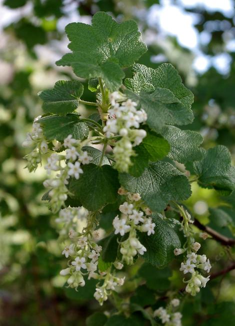 White chaparral currant with flowers at Santa Margarita - grid24_12