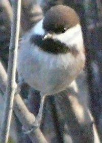 A Chestnut backed Chickadee - grid24_12