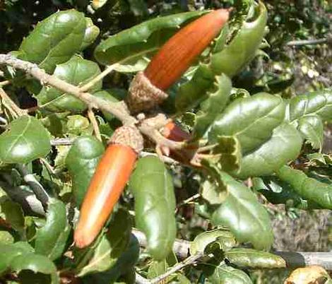 weird acorns on a Coast live oak - grid24_12