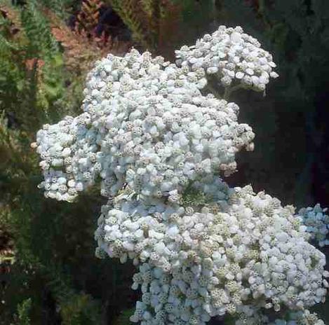 Achillea millefolium var. arenicola, Yarrow - grid24_12