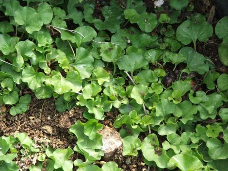 Dichondra occidentalis Western Dichondra - grid24_12