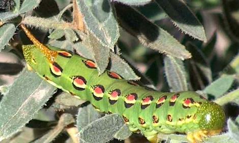 white lined sphinx moth larva - grid24_12