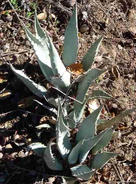 Agave utahensis, Century Plant, growing under Acacia greggii in the Santa Margarita garden.  - grid24_12
