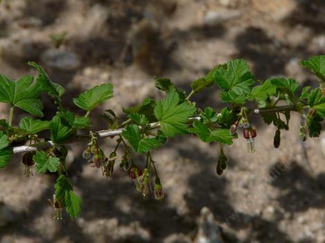 Ribes divaricatum, Spreading Gooseberry, here produces delicate magenta (sepals) and white (petals) flowers, in small clusters along the stem.  - grid24_12