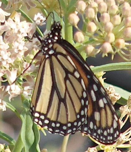 Monarch Butterfly, Danaus plexippus,  butterfly on a Milkweed - grid24_12