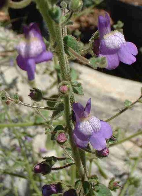 Antirrhinum nuttallianum Nuttall's Snapdragon flowers - grid24_12