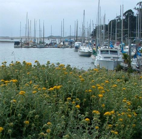 Eriophyllum staechadifolium var. artemisiaefolium, Yellow Yarrow, here flowering in a coastal area of central California.  - grid24_12