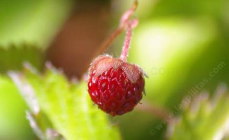 California wood strawberry - grid24_12