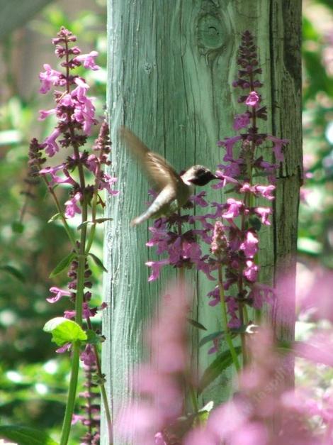Stachys chamissonis, Magenta Butterfly Flower with an Anna Hummingbird. - grid24_12