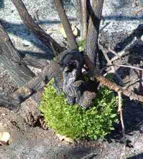 Baccharis, Coyote Bush crown sprouting after a fire. Some bushes do, some don't and they need decades between to do this - grid24_12
