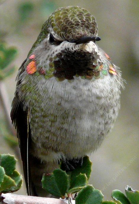 A young Anna's Hummingbird giving me THE LOOK - grid24_12