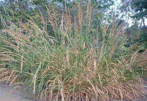 Leymus condensatus, Giant wildrye and syn. Elymus condensatus is more like a small bush - grid24_12