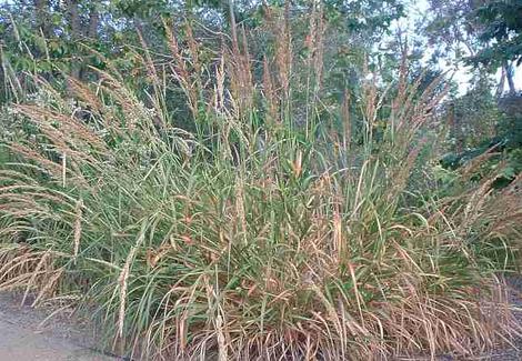 Leymus condensatus, Giant wildrye and syn. Elymus condensatus is more like a small bush - grid24_12