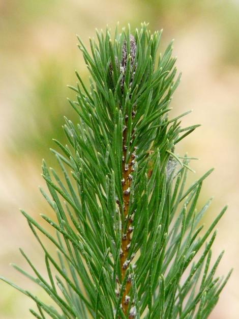 Pinus contorta ssp. contorta, Beach Pine, grows well in coastal environments in California. - grid24_12