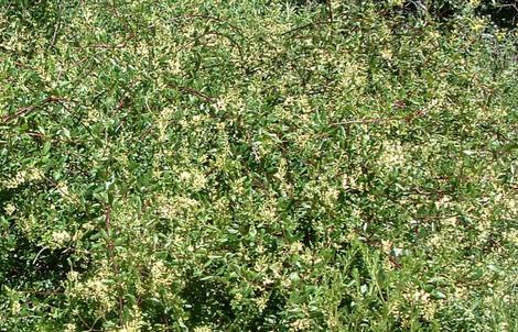 Lonicera subspicata denudata, San Diego Honeysuckle as a groundcover - grid24_12