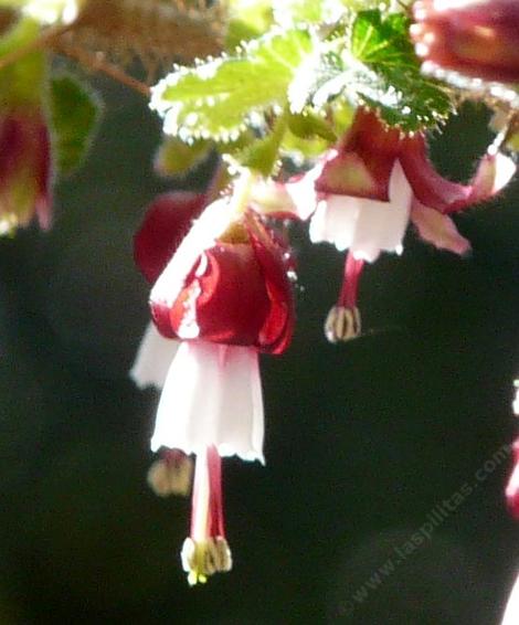 Ribes sericeum, Santa Lucia Gooseberry, has fuzzy, kind of sparkly, leaves and stems, pretty little magenta and white flowers.  - grid24_12