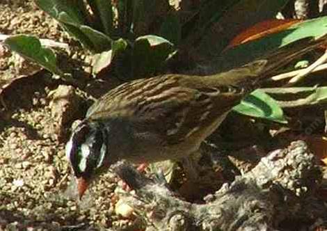 White crowned sparrow showing his head. - grid24_12