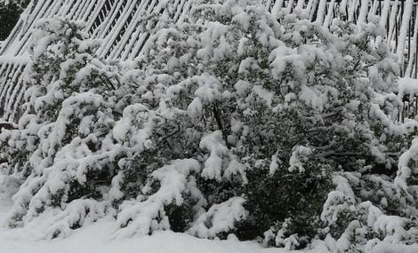 Arctostaphylos Baby Bear Manzanita Bush covered with snow. No damage - grid24_12