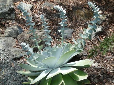 Dudleya pulverulenta, Chalk Liveforever with developing flower spikes, no flowers yet - grid24_12