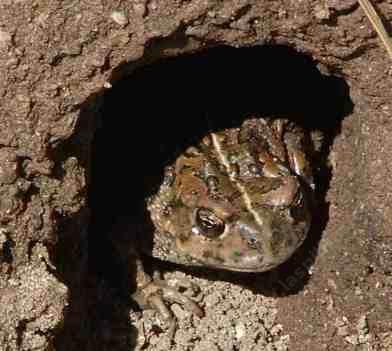 Western Toad  (Bufo boreas) or specifcally Anaxyrus boreas halophilus , California Toad needs a safe place in the garden where you do not spray or shovel for the 30 years that he can live. - grid24_12