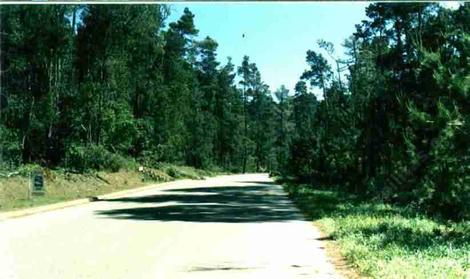 an old photo of a Closed cone pine forest in Cambria. - grid24_12