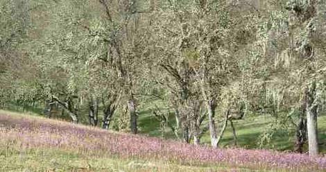 Shooting Stars making a flower show in a central oak woodland. - grid24_12