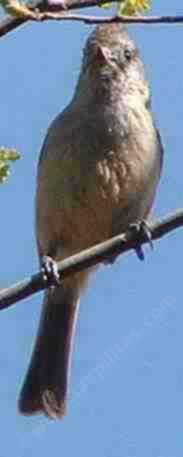 Oak titmouse watching camera - grid24_12