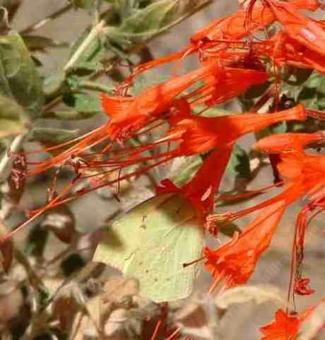 Dog Face Butterfly one a California Fuchsia  - grid24_12