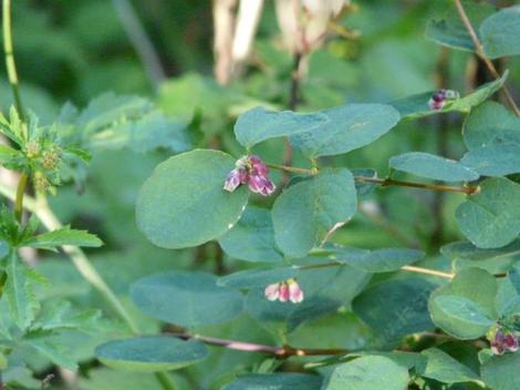 Symphoricarpos mollis, Southern California Snowberry leaves and flowers. - grid24_12