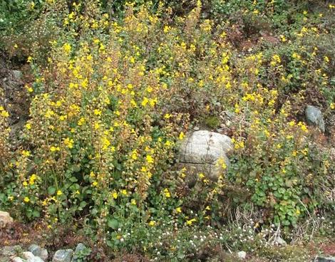 Mimulus guttatus, Seep Monkey Flower, growing on a hillside. - grid24_12