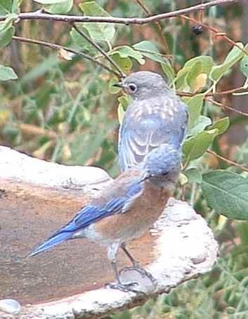 Western Bluebirds at the bird bath - grid24_12