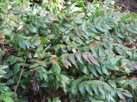 Mahonia nervosa occurs from about San Jose North in both the coast ranges and Sierras. - grid24_12