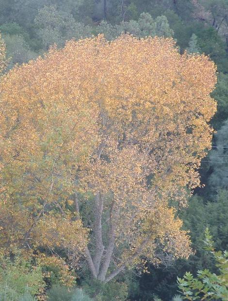 a Populus fremontii ,Carrizo Fremont Cottonwood tree - grid24_12
