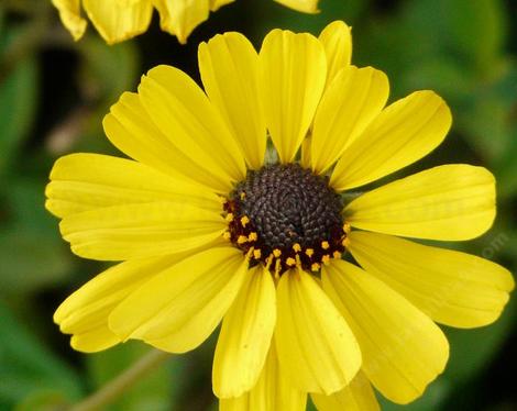 Encelia californica - California encelia, California brittlebush, bush sunflower  - grid24_12