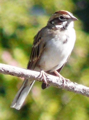 Lark Sparrow, Chondestes grammacus minding own person - grid24_12