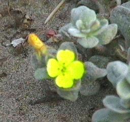 Camissonia cheiranthifolia cheiranthifolia Beach Evening Primrose - grid24_12