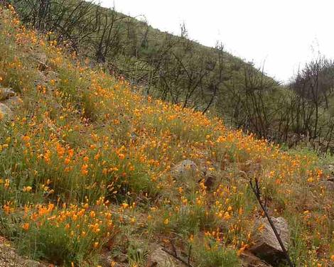 if no weeds are present, and fire has not occurred for decades, you get this after a wildfire - grid24_12