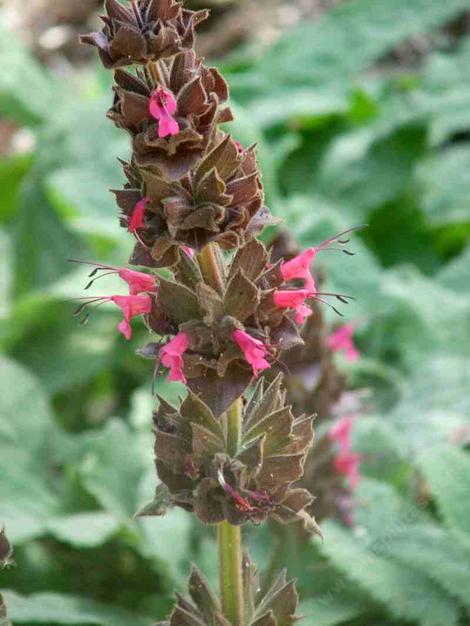 Hummingbird Sage, Salvia spathacea has really pretty flowers that call to hummingbirds. Not really, but they sure like them. - grid24_12