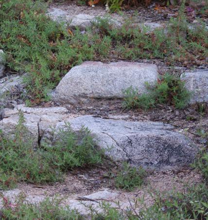 a garden step made of rock with California Fuchsia mixed in. - grid24_12
