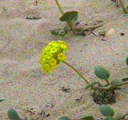 Abronia latifolia, Yellow Sand Verbena, surviving in blowing, drifting sand of the coastal dunes of central California.  - grid24_12